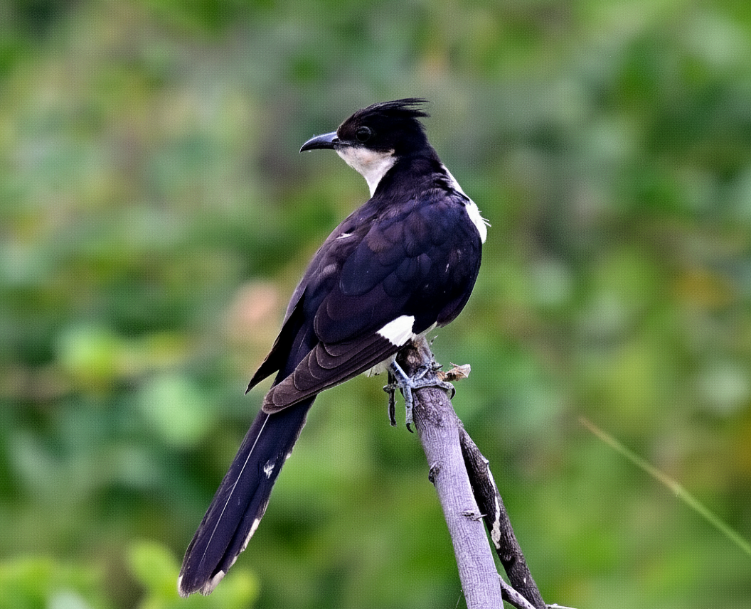 Pied Cuckoo - ML642955213