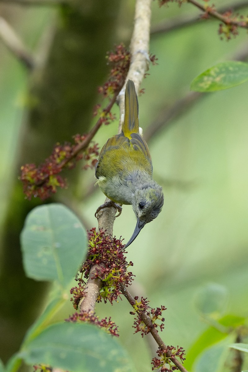 Green-tailed Sunbird - ML642955217