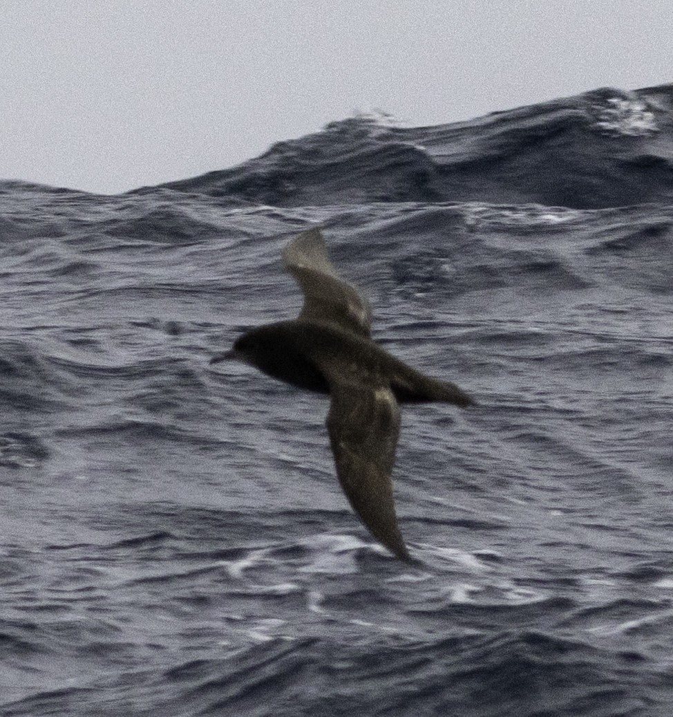 Short-tailed Shearwater - ML642955221