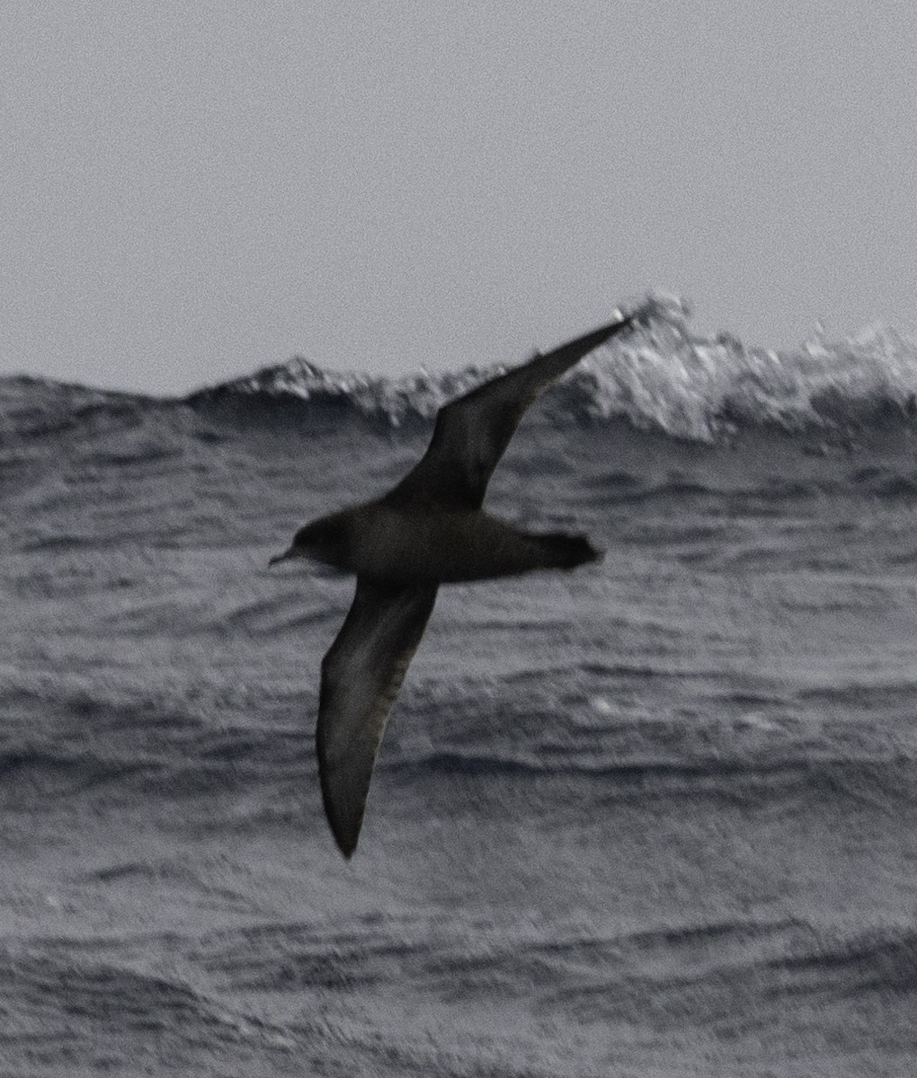 Short-tailed Shearwater - ML642955222