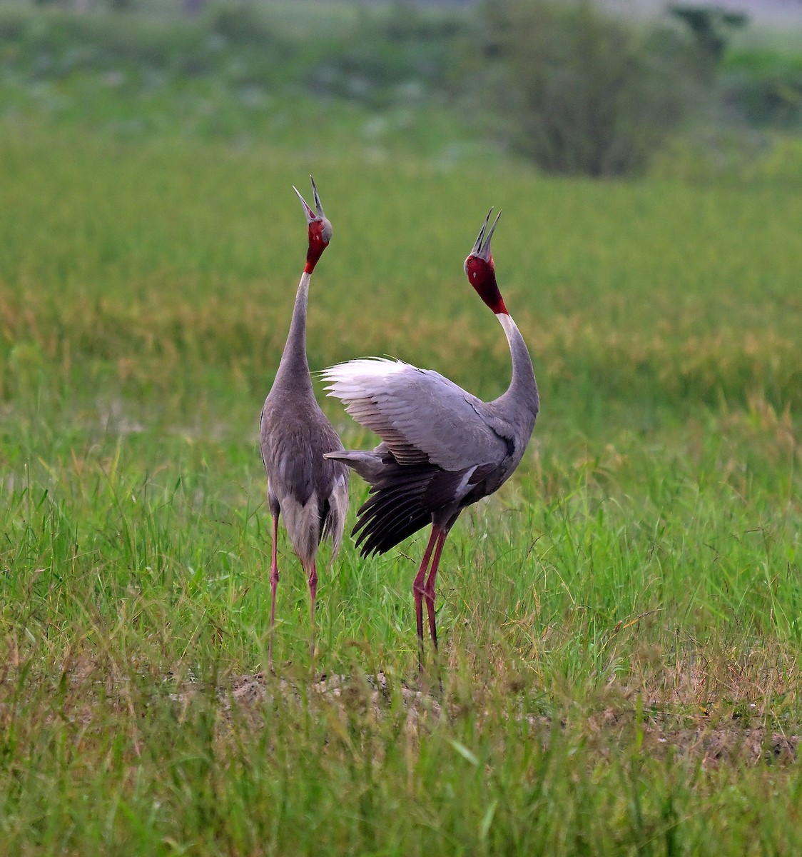 Sarus Crane - ML642955224