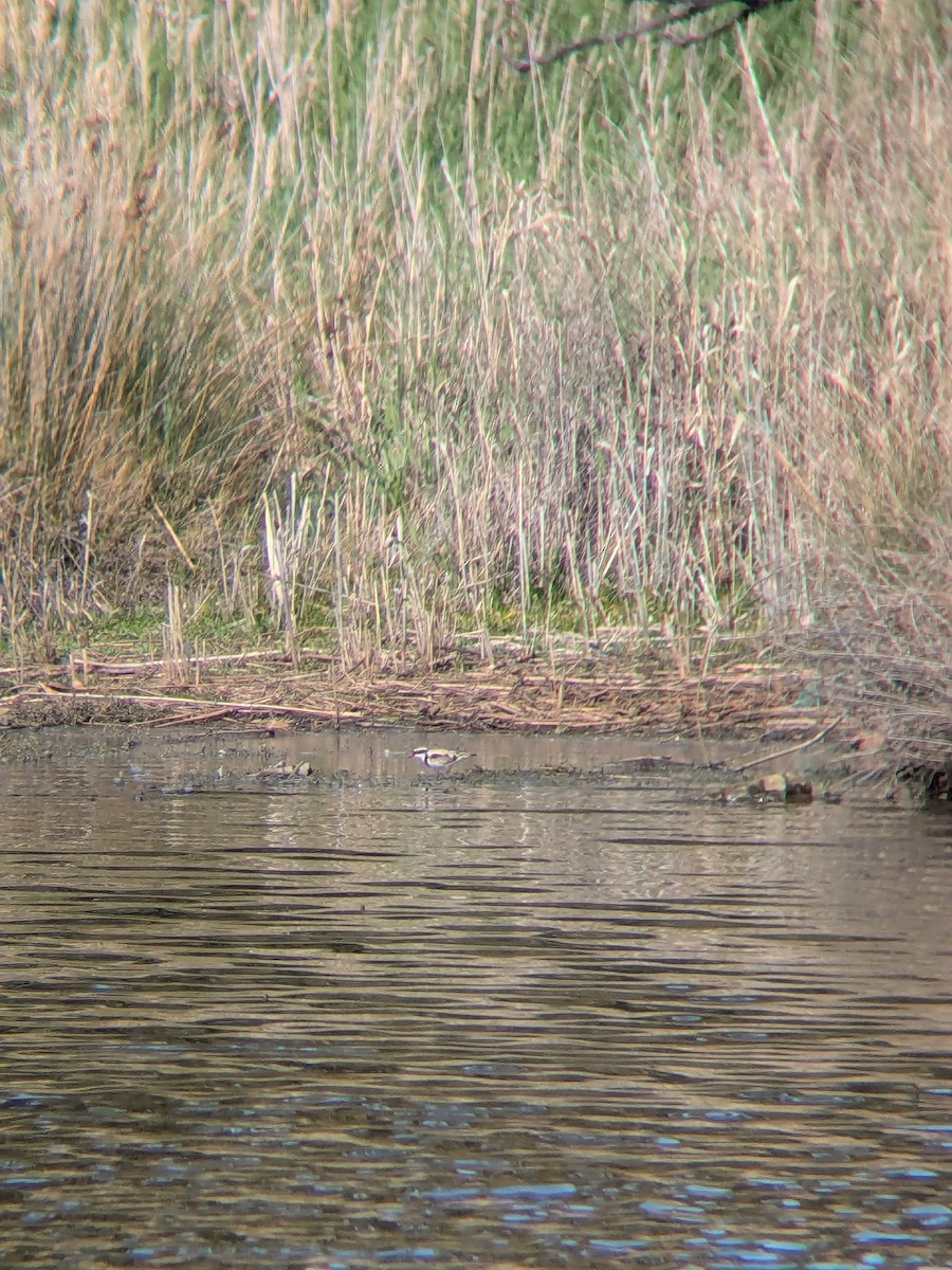 Black-fronted Dotterel - ML642955232
