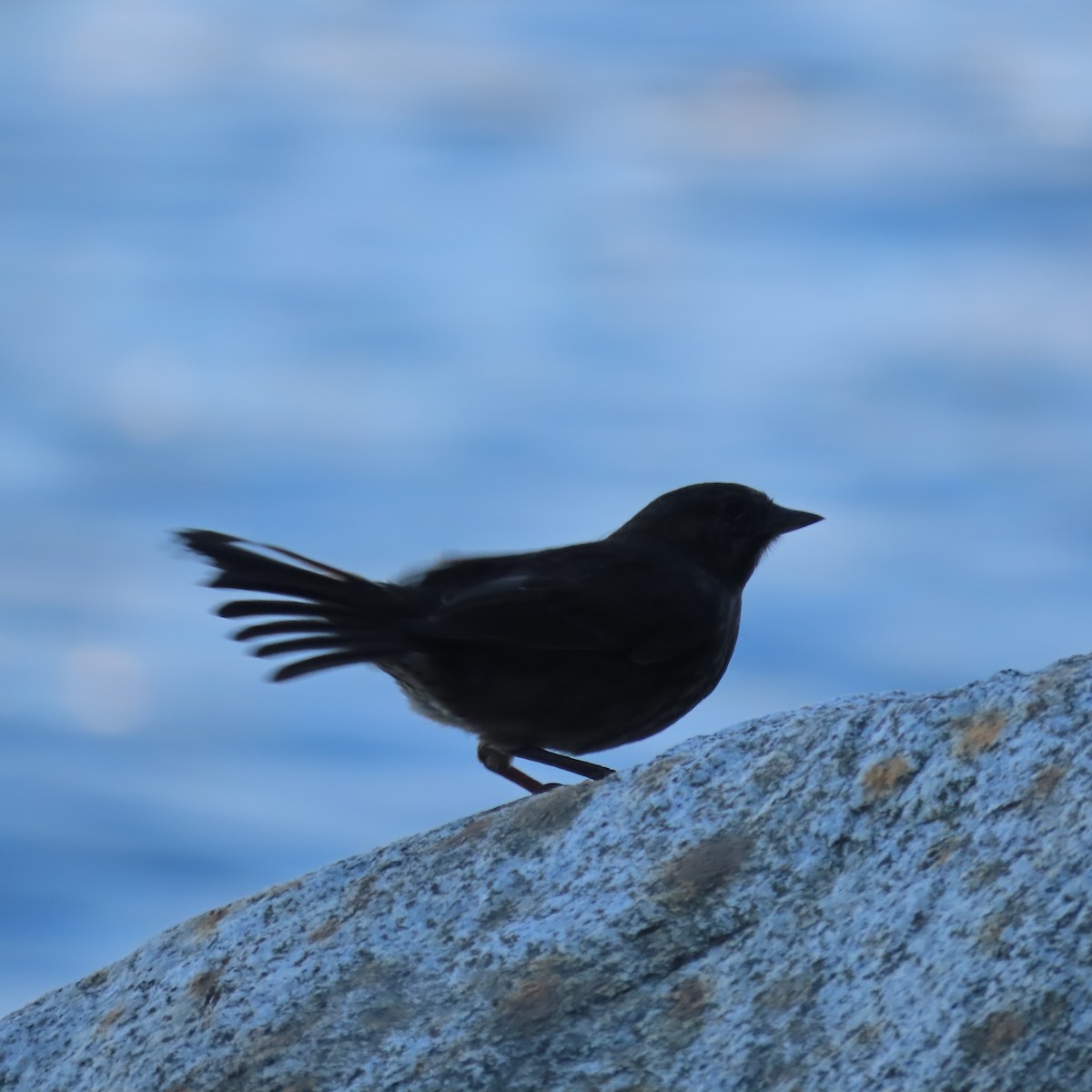 Song Sparrow - ML642955233