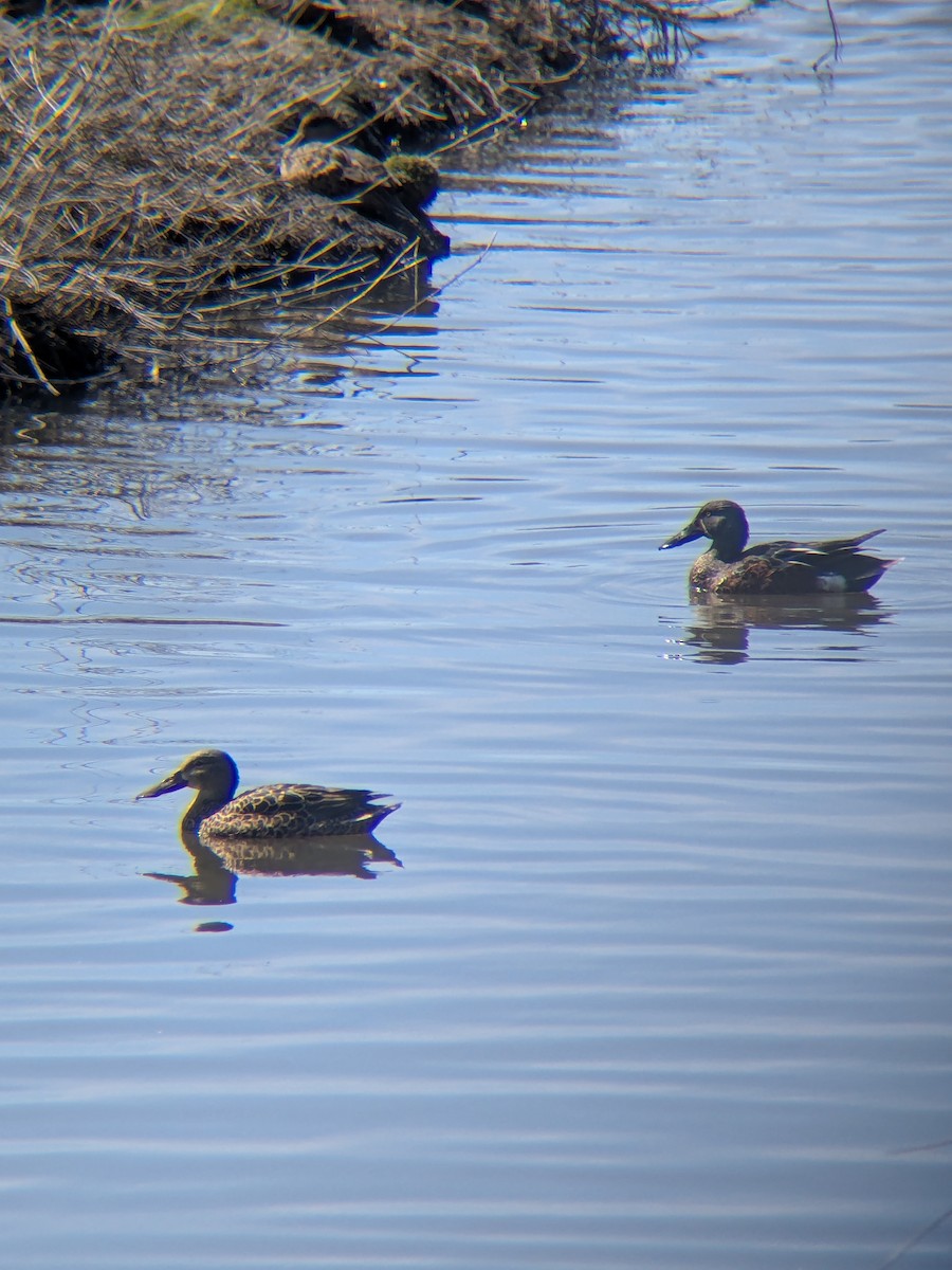 Australasian Shoveler - ML642955235