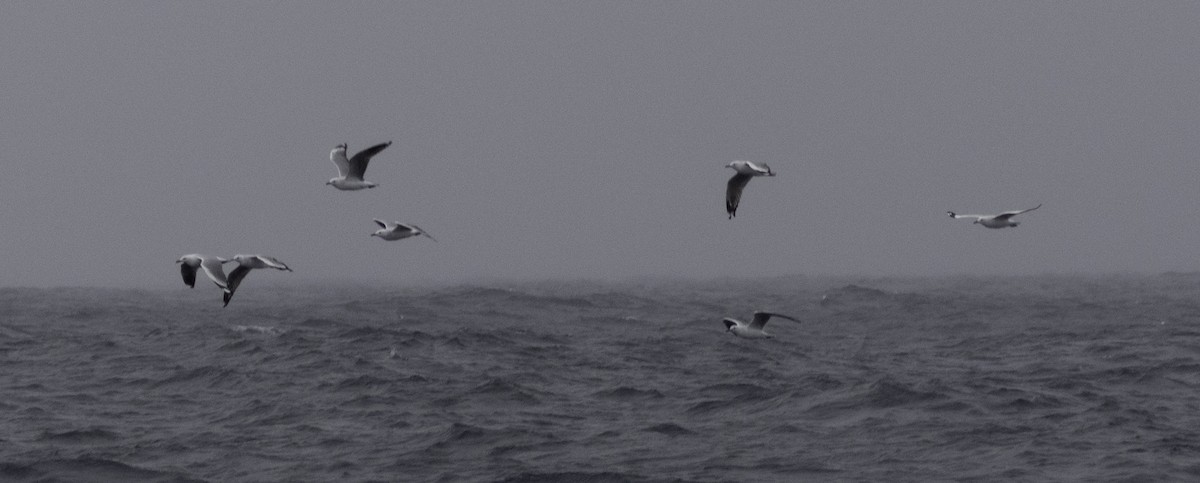 Silver Gull (Silver) - ML642955243