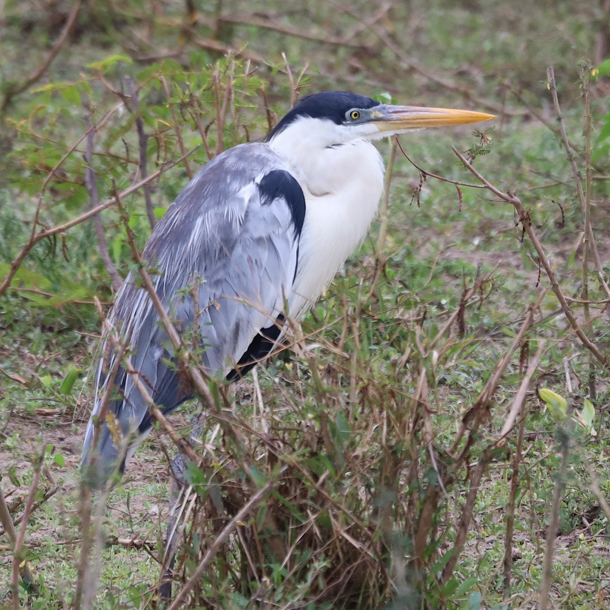 Cocoi Heron - ML642955244