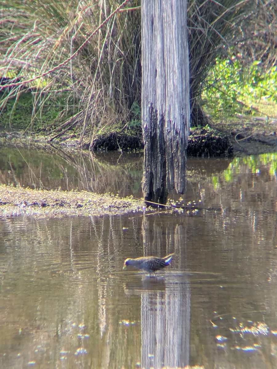 Australian Crake - ML642955247