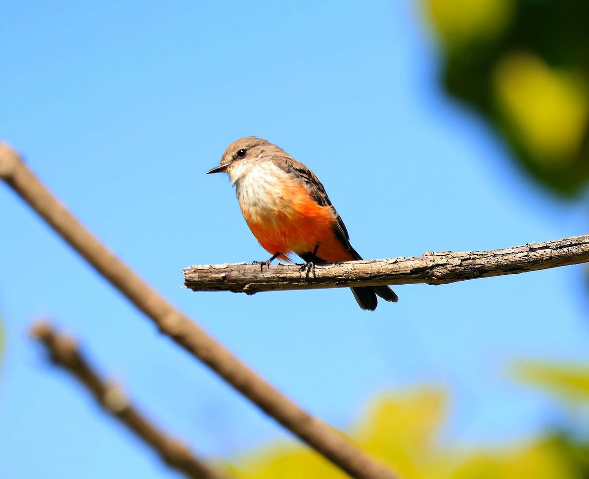 Vermilion Flycatcher - ML642955253