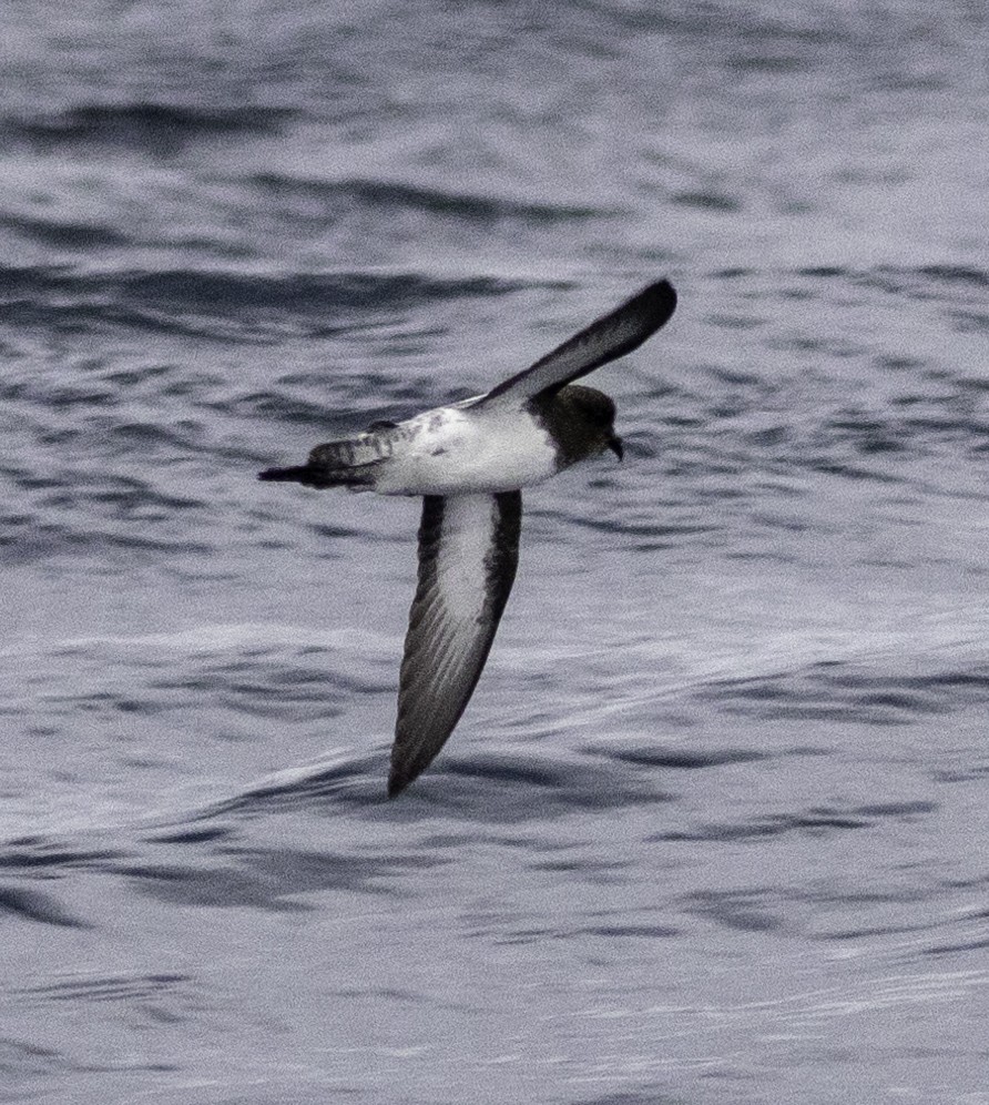 Gray-backed Storm-Petrel - ML642955257