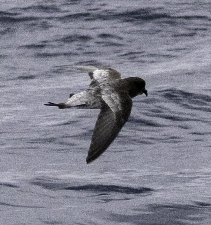 Gray-backed Storm-Petrel - ML642955259