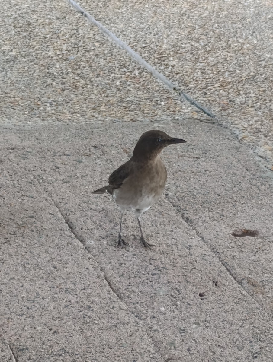 Black-billed Thrush - ML642955286