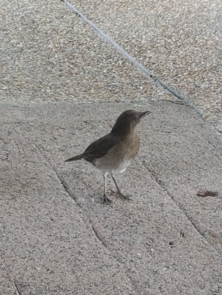 Black-billed Thrush - ML642955290