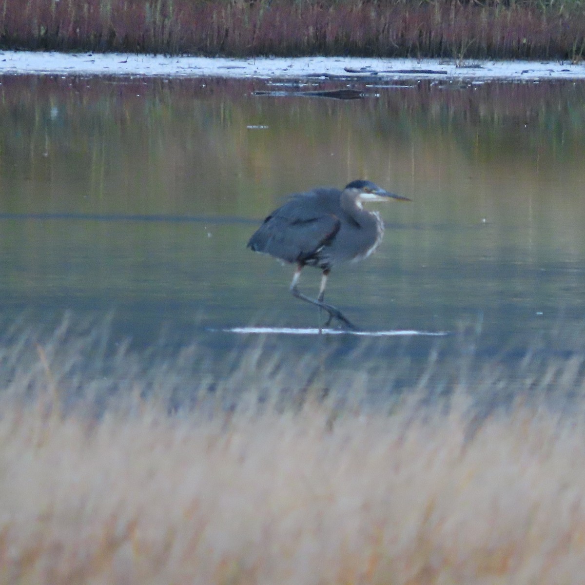 Great Blue Heron - ML642955293