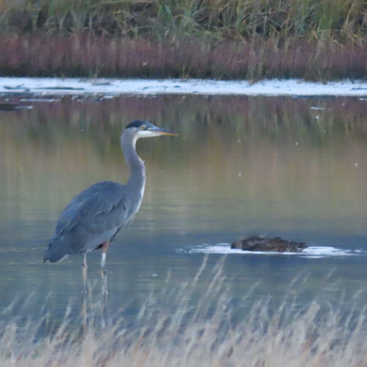 Great Blue Heron - ML642955294
