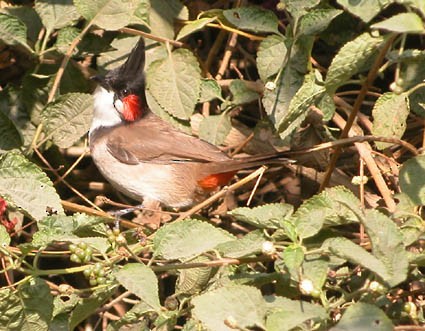 bulbul červenouchý - ML642955295