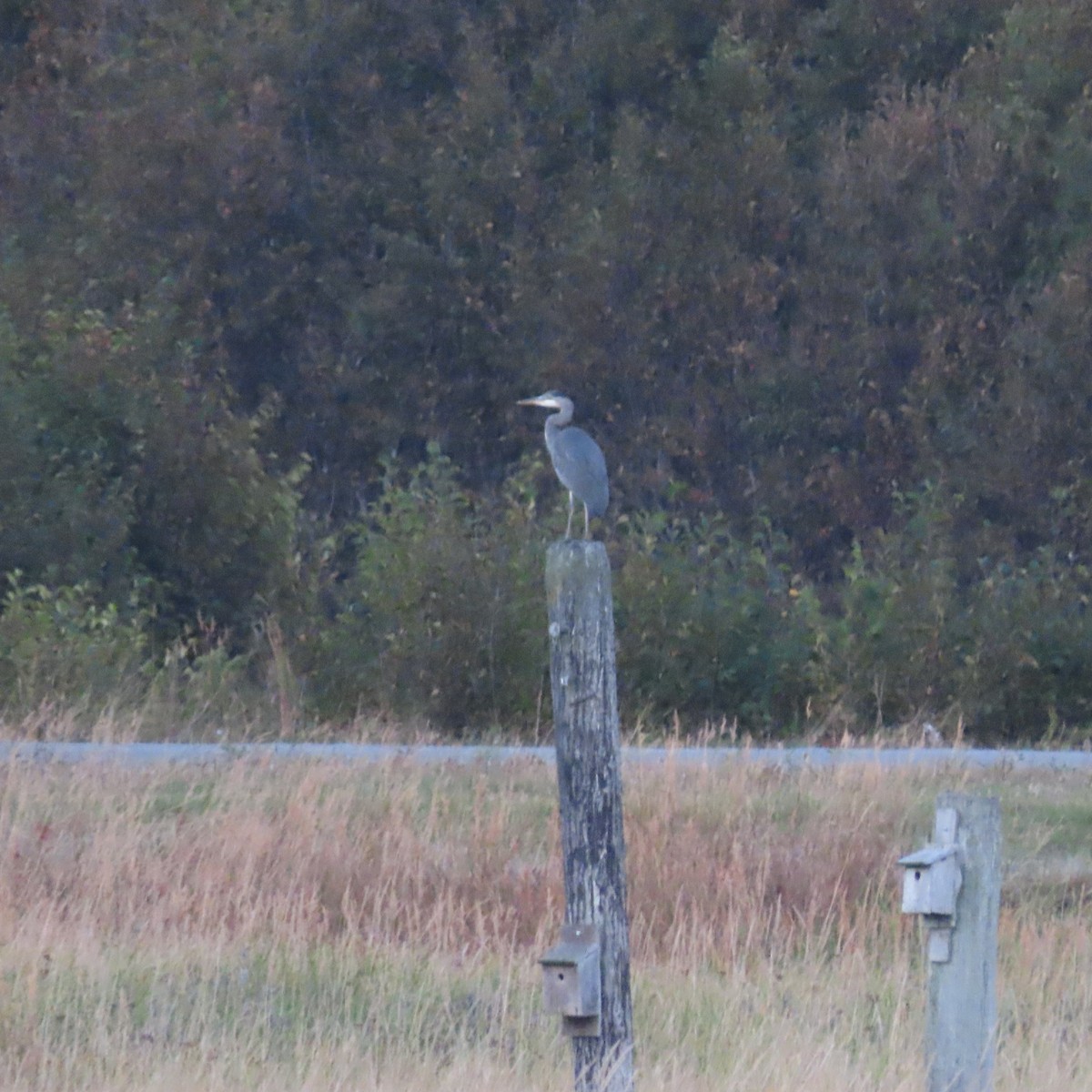 Great Blue Heron - ML642955296