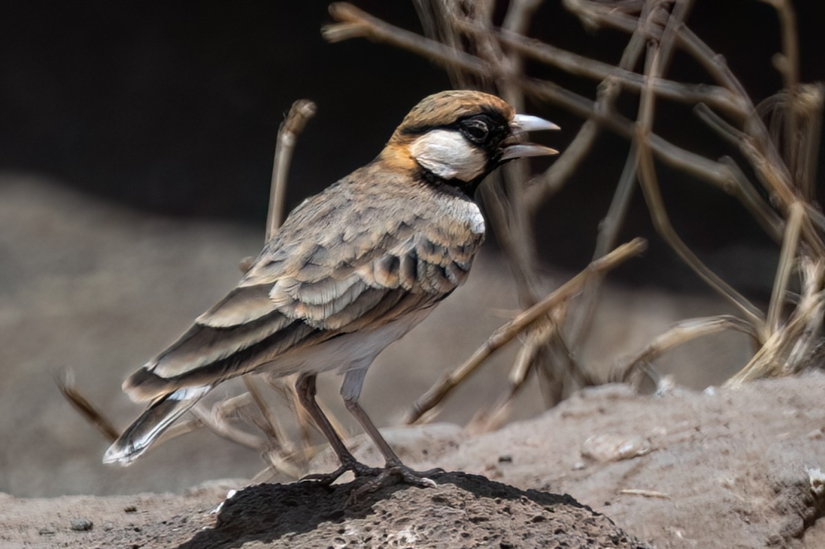 Fischer's Sparrow-Lark - ML642955297
