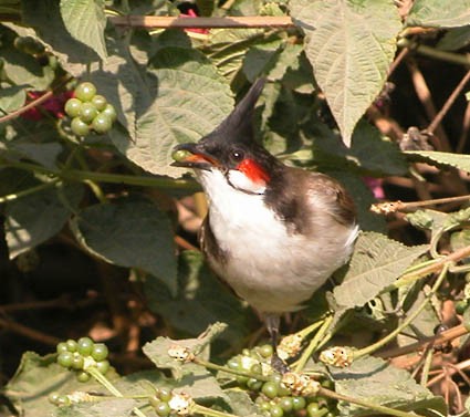 Red-whiskered Bulbul - ML642955298