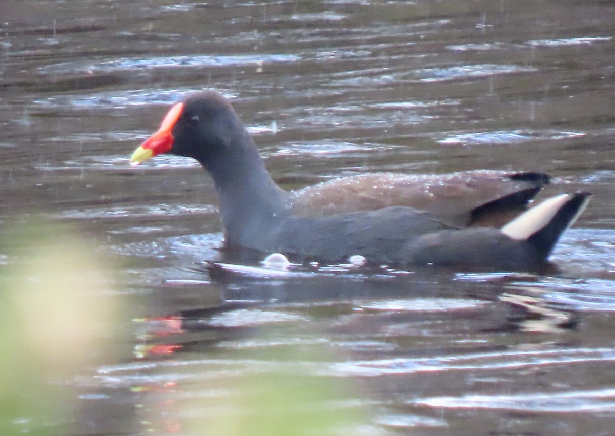 Dusky Moorhen - ML642955299