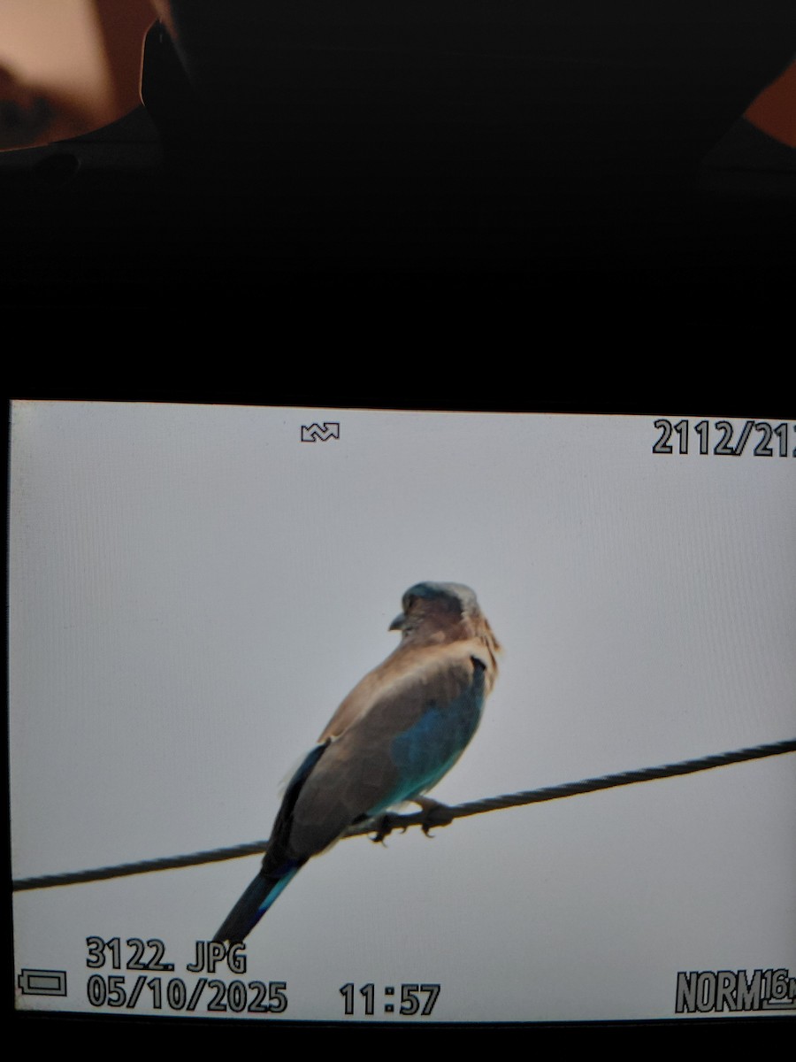 Өрнийн зүсэг - ML642955303