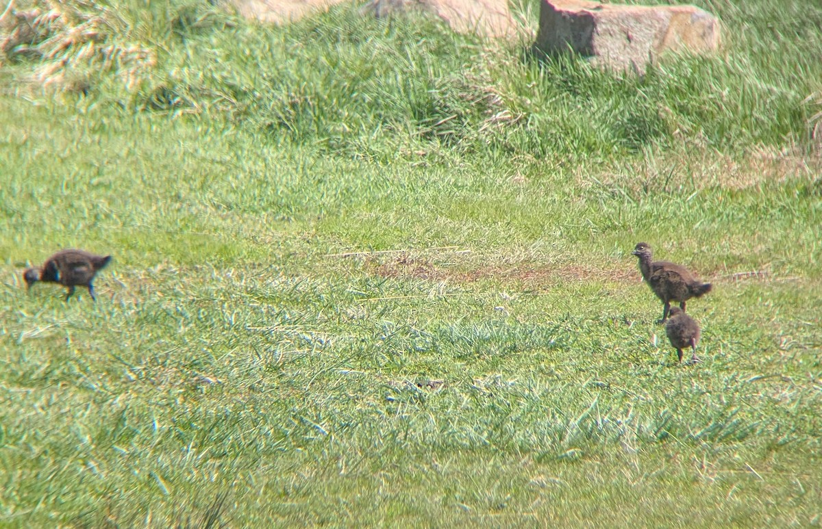 Tasmanian Nativehen - ML642955321