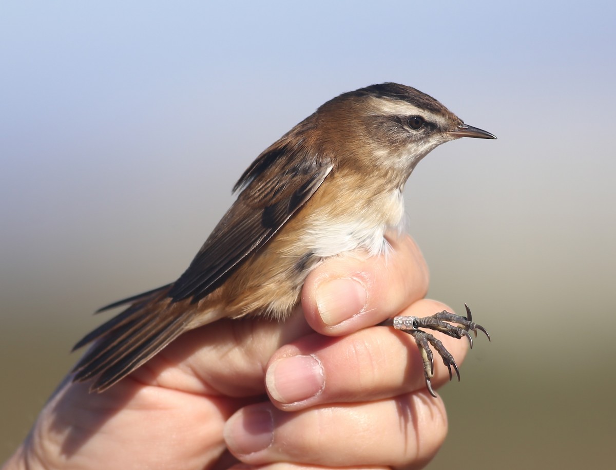Moustached Warbler - ML642955322