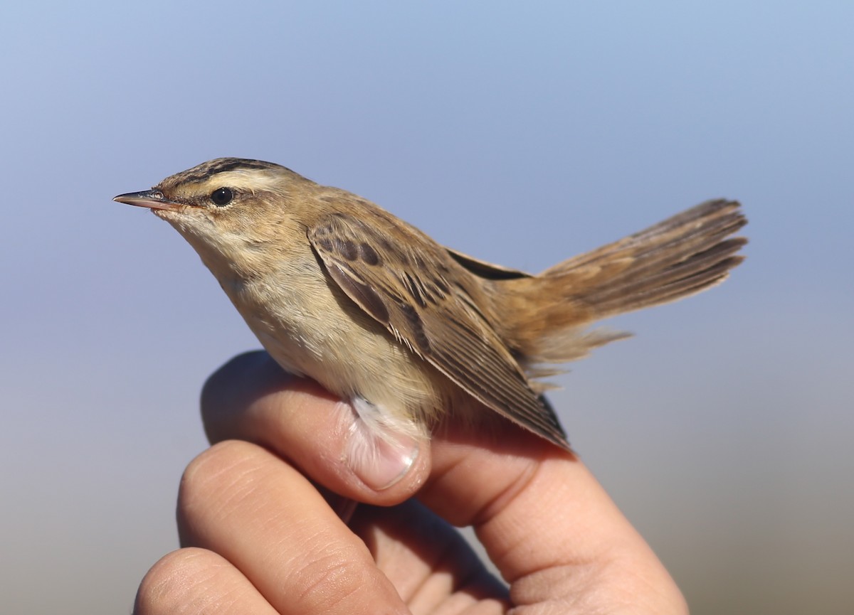 Sedge Warbler - ML642955326
