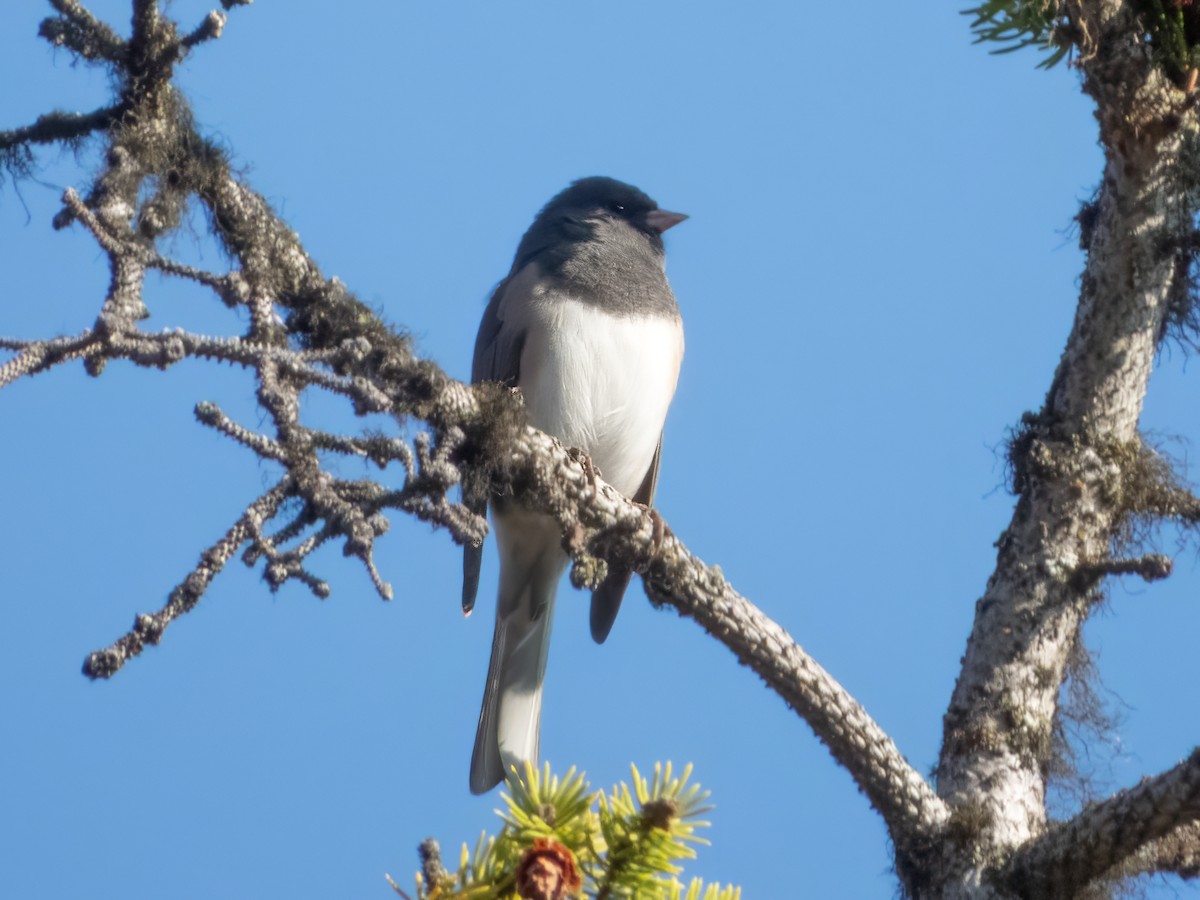 Junco ardoisé - ML642955328