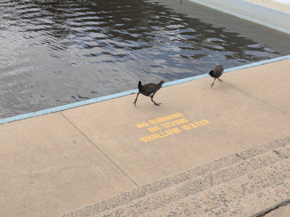 Tasmanian Nativehen - ML642955403