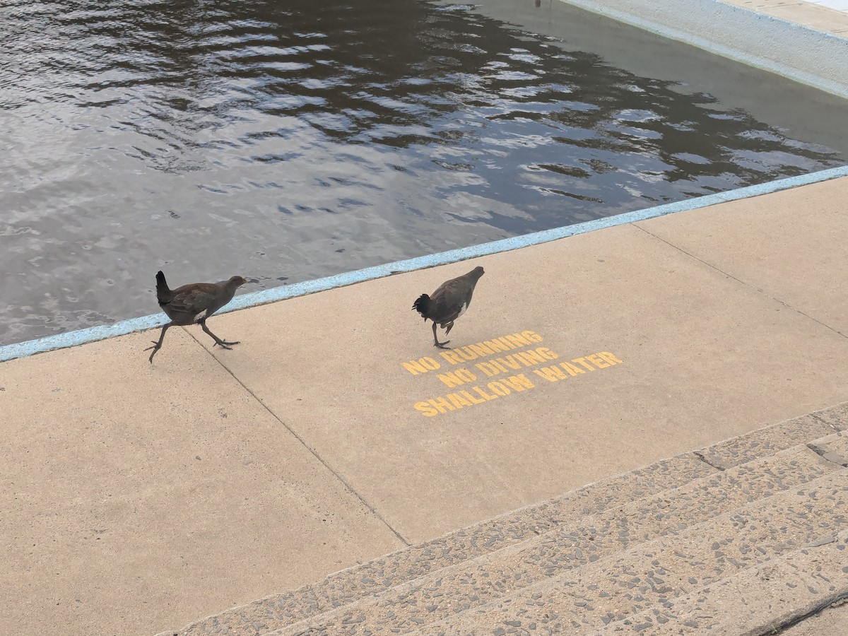 Tasmanian Nativehen - ML642955404