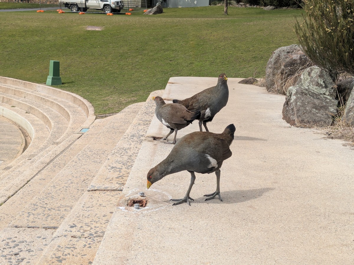 Tasmanian Nativehen - ML642955405