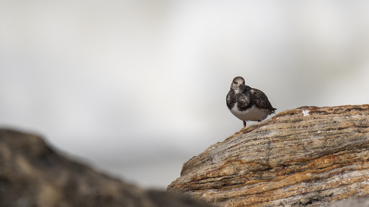 Ruddy Turnstone - ML642955406
