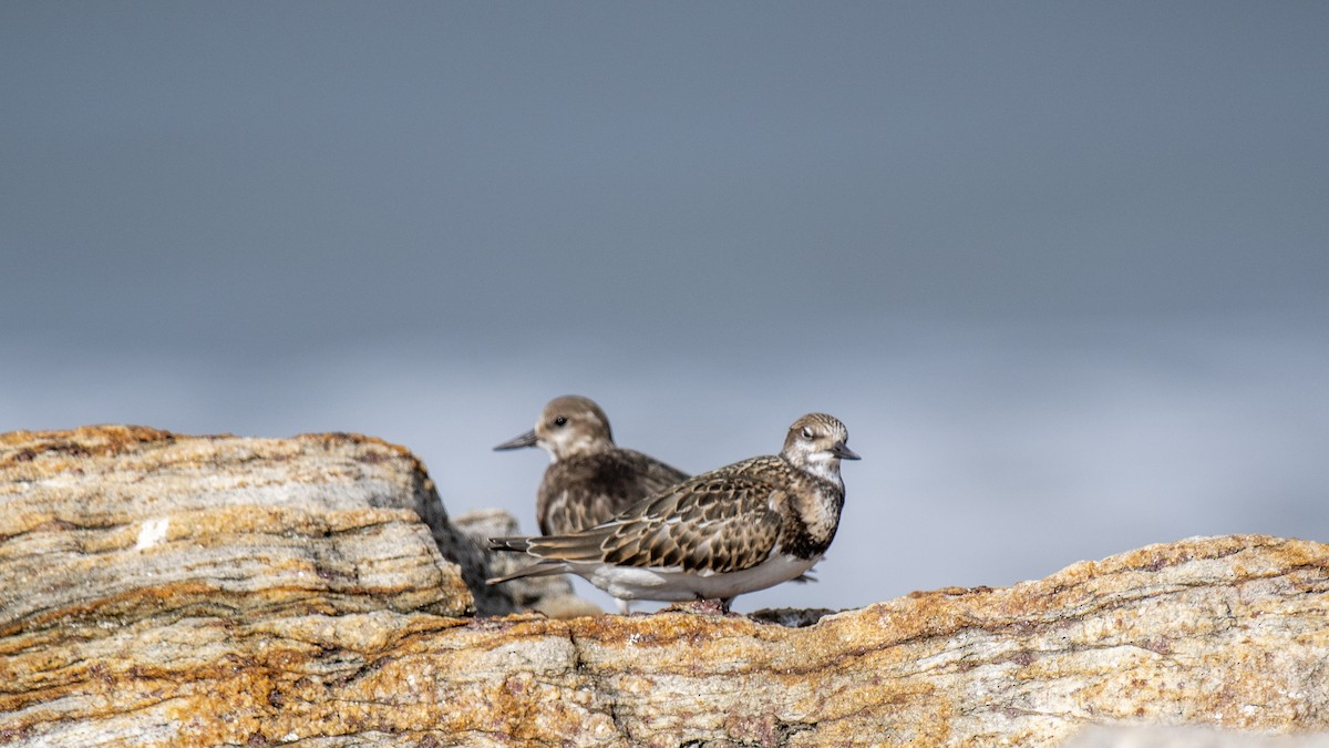 Ruddy Turnstone - ML642955407