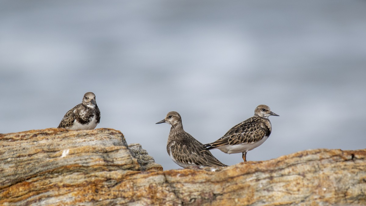 Ruddy Turnstone - ML642955409