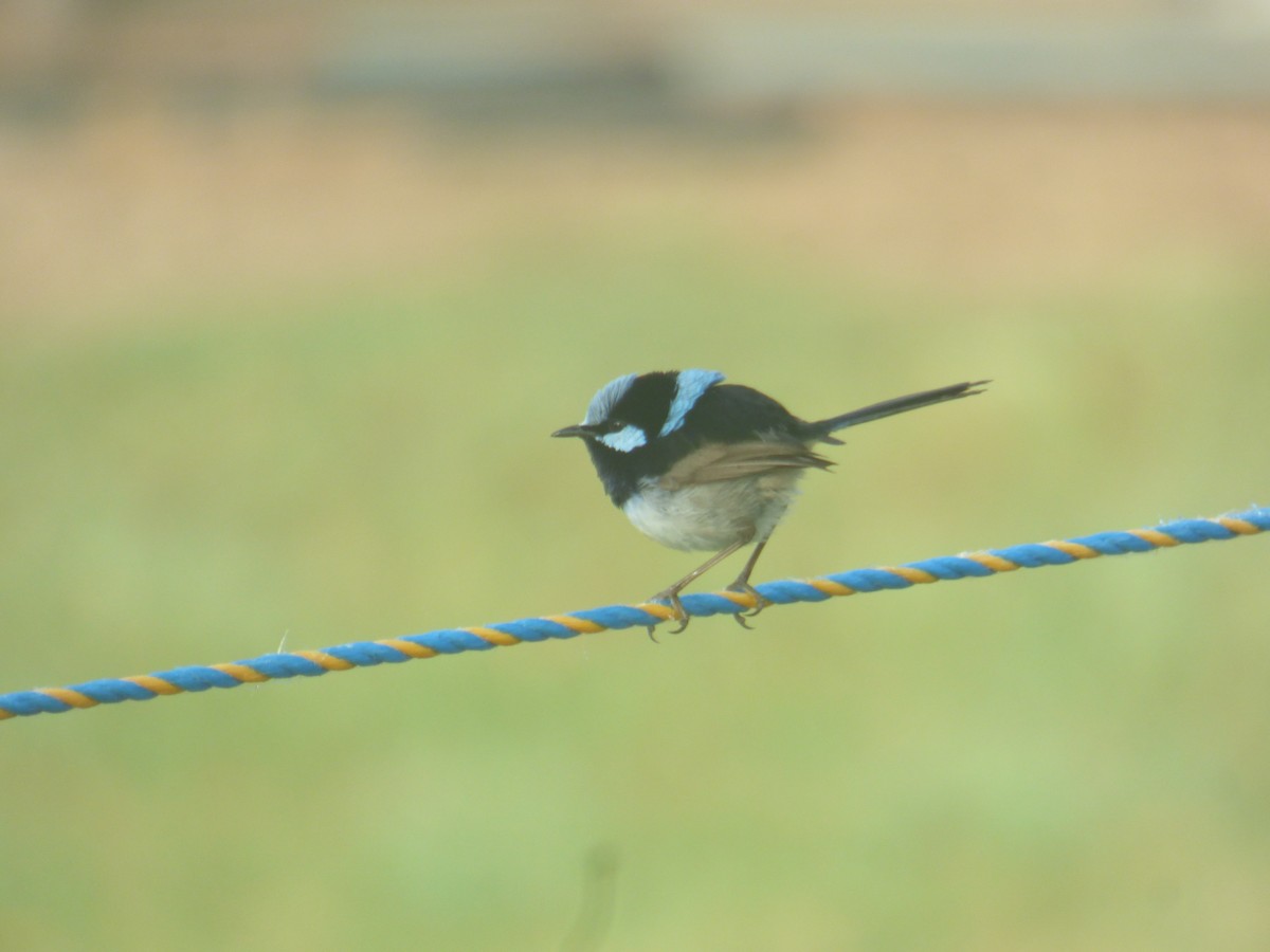Superb Fairywren - ML642955412