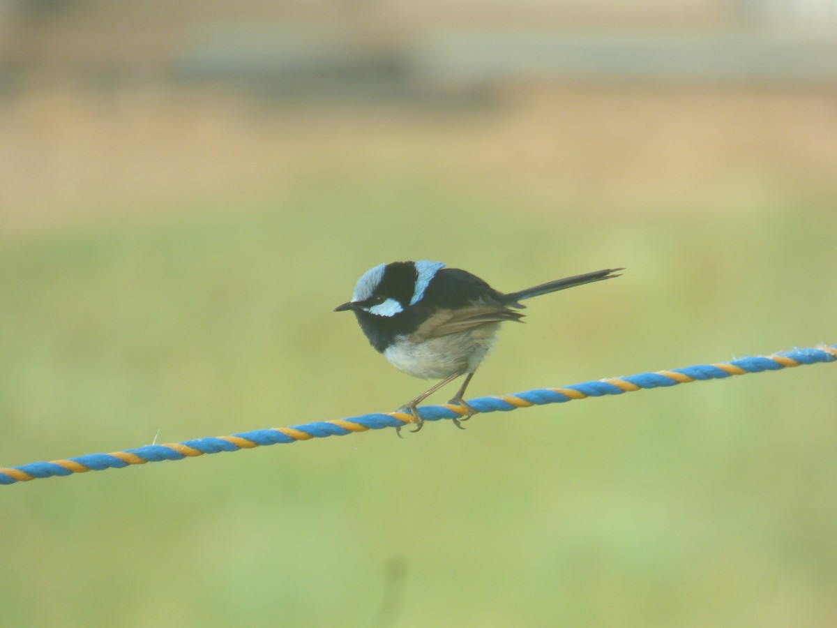 Superb Fairywren - ML642955413