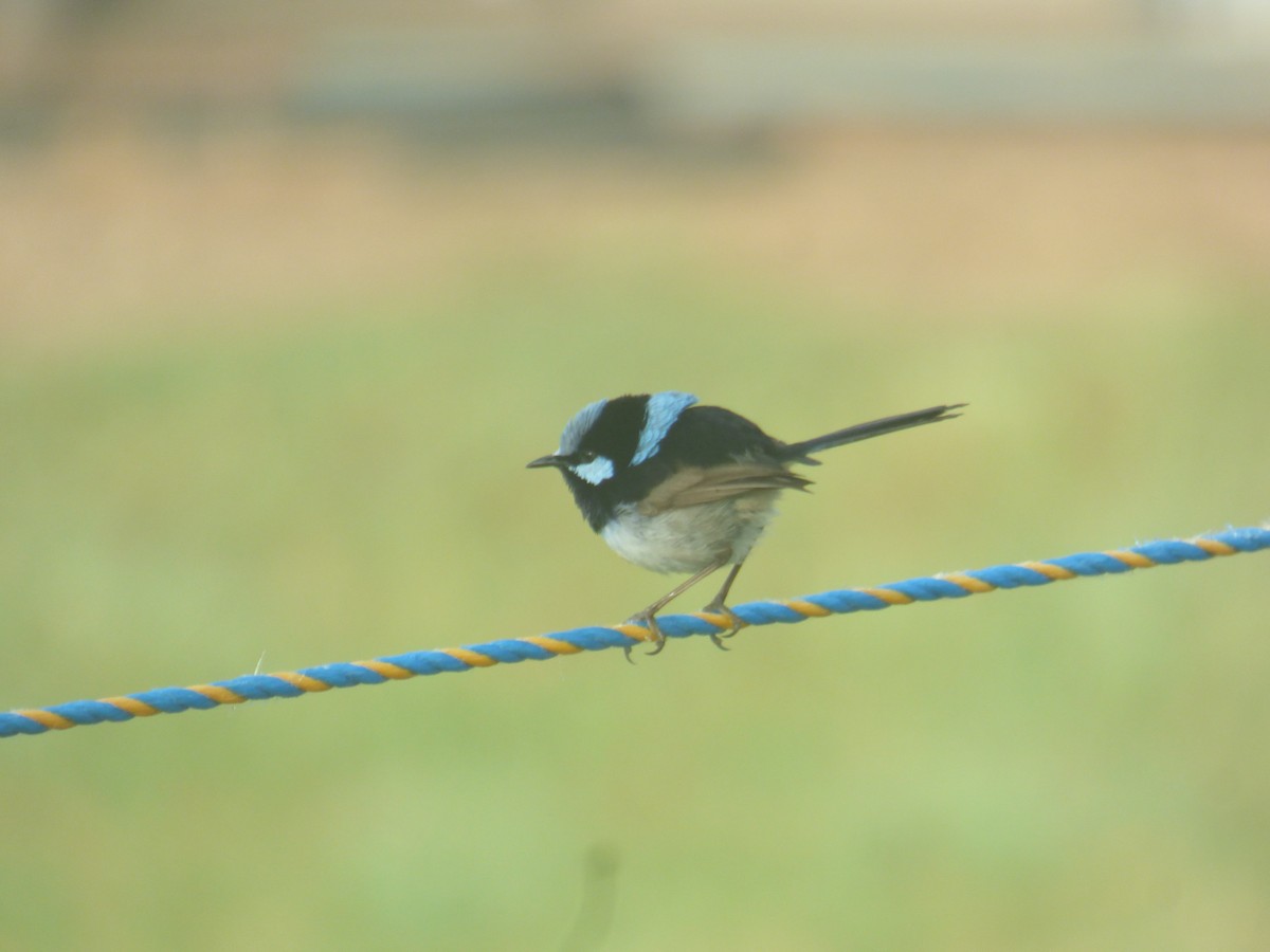 Superb Fairywren - ML642955414