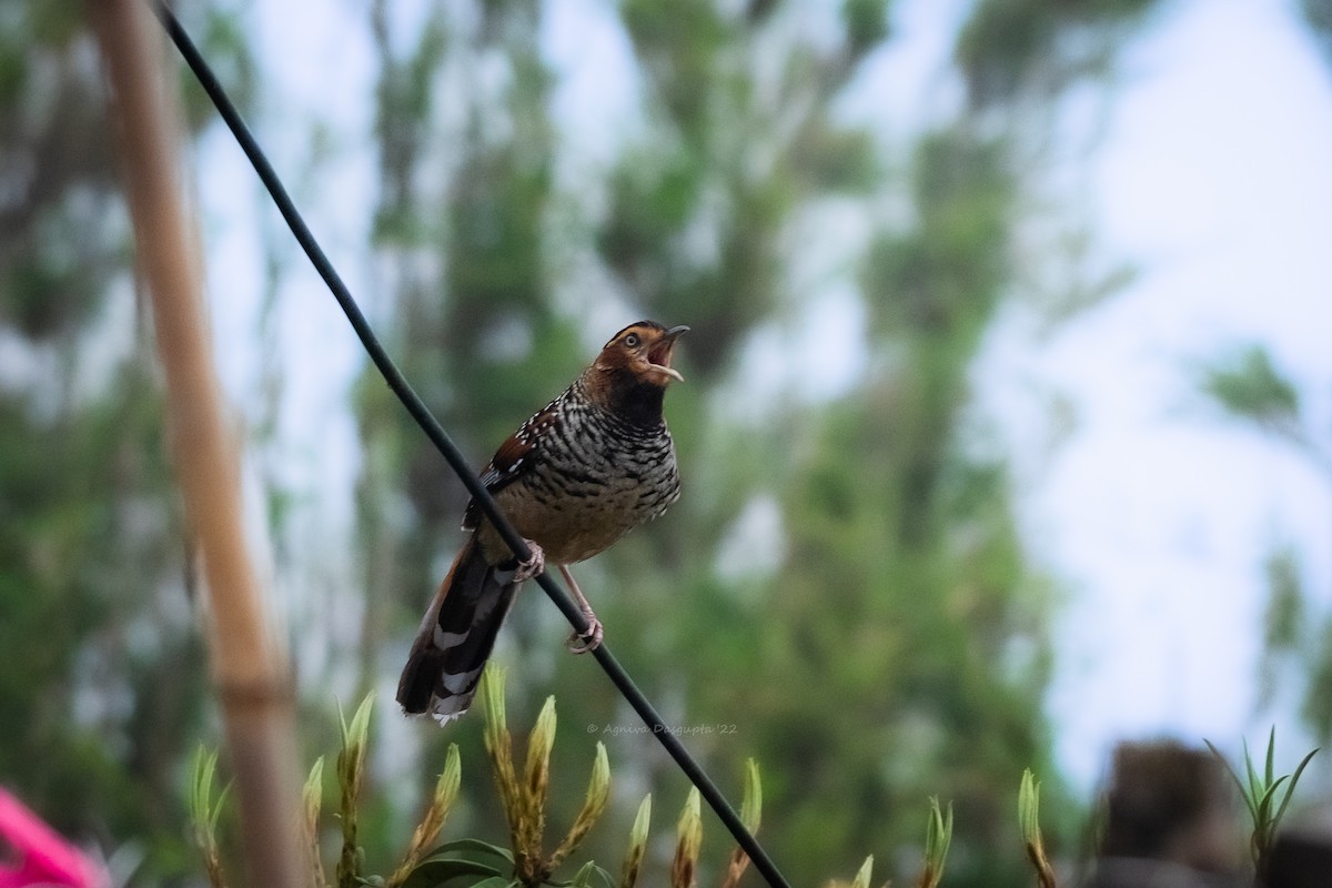 Spotted Laughingthrush - ML642955426