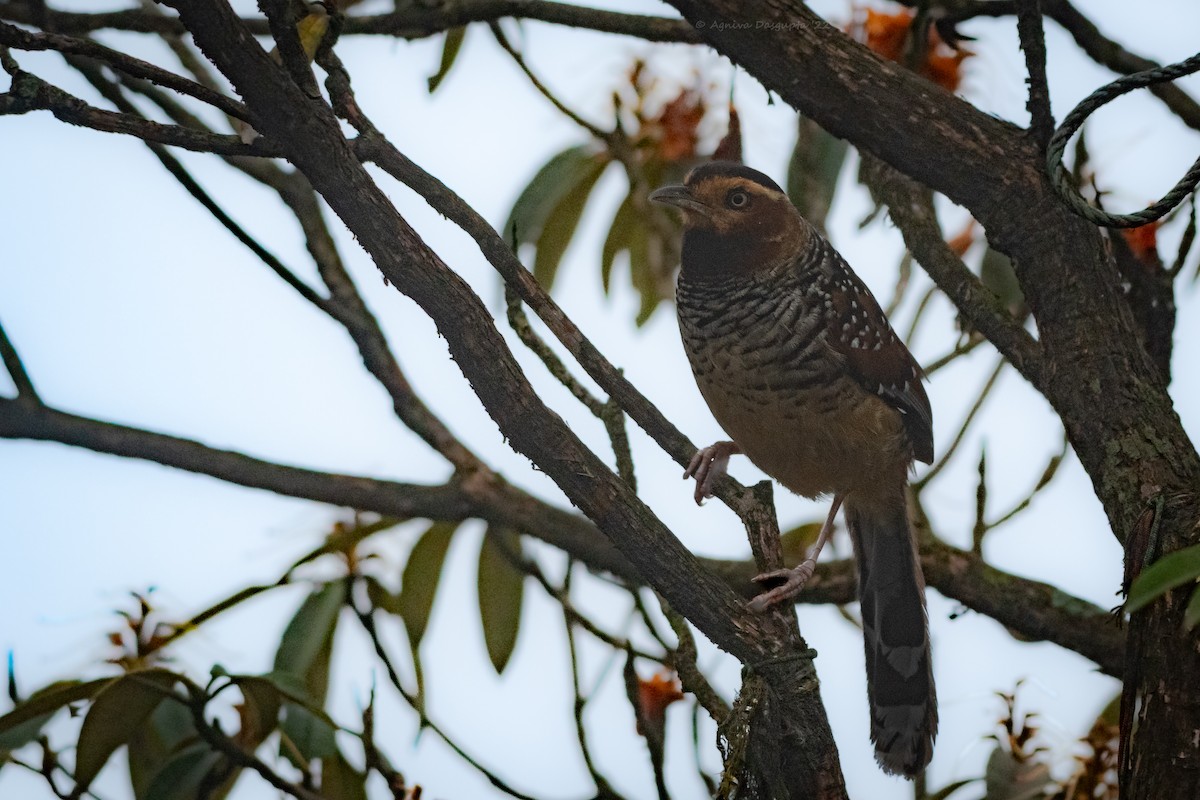 Spotted Laughingthrush - ML642955427