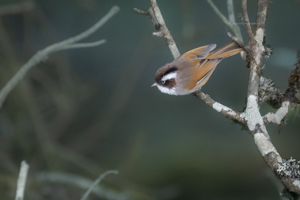 White-browed Fulvetta - ML642955486