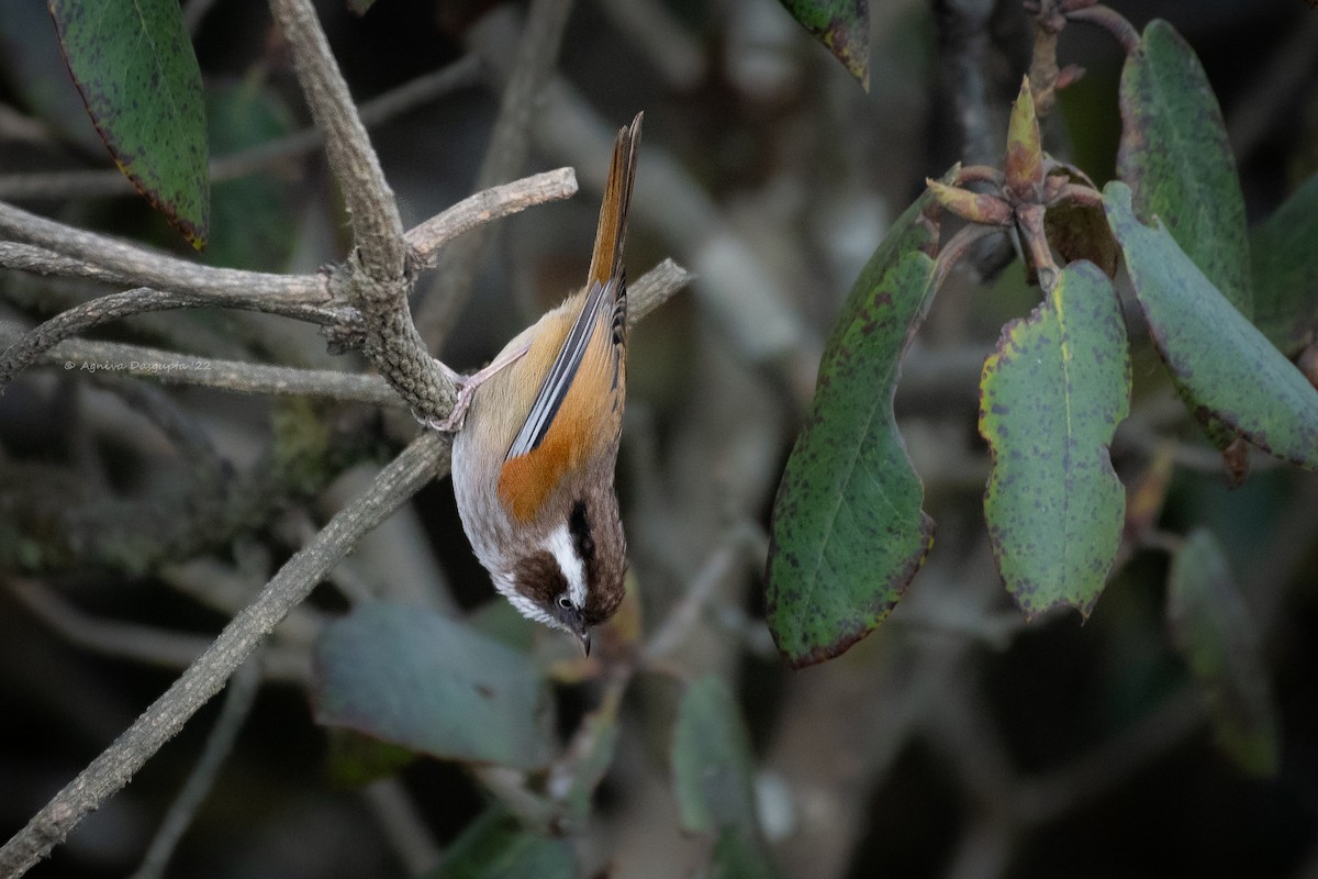 White-browed Fulvetta - ML642955487