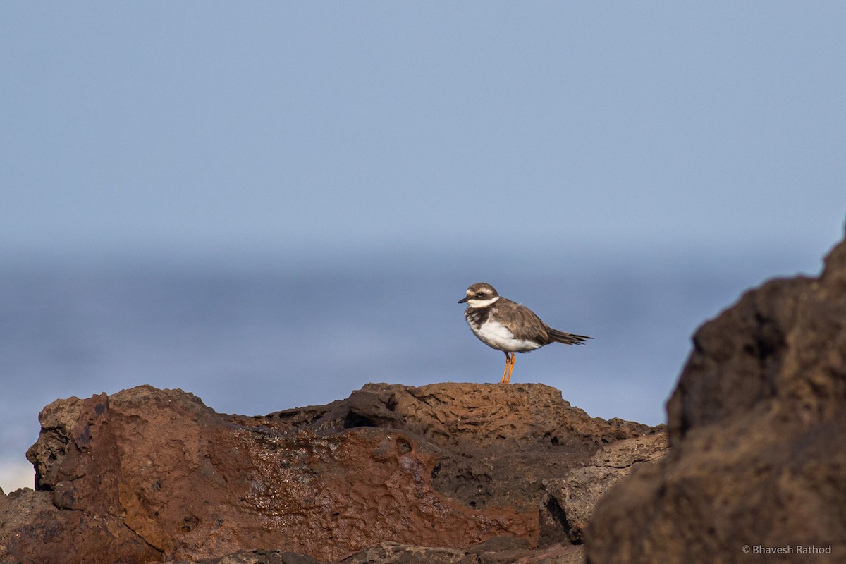 Halkalı Cılıbıt - ML642955491