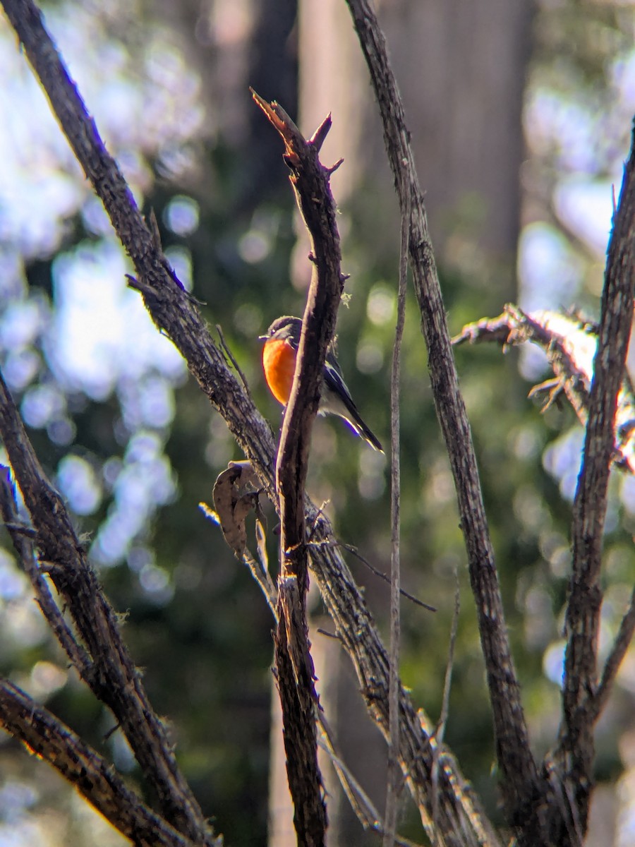 Flame Robin - ML642955495