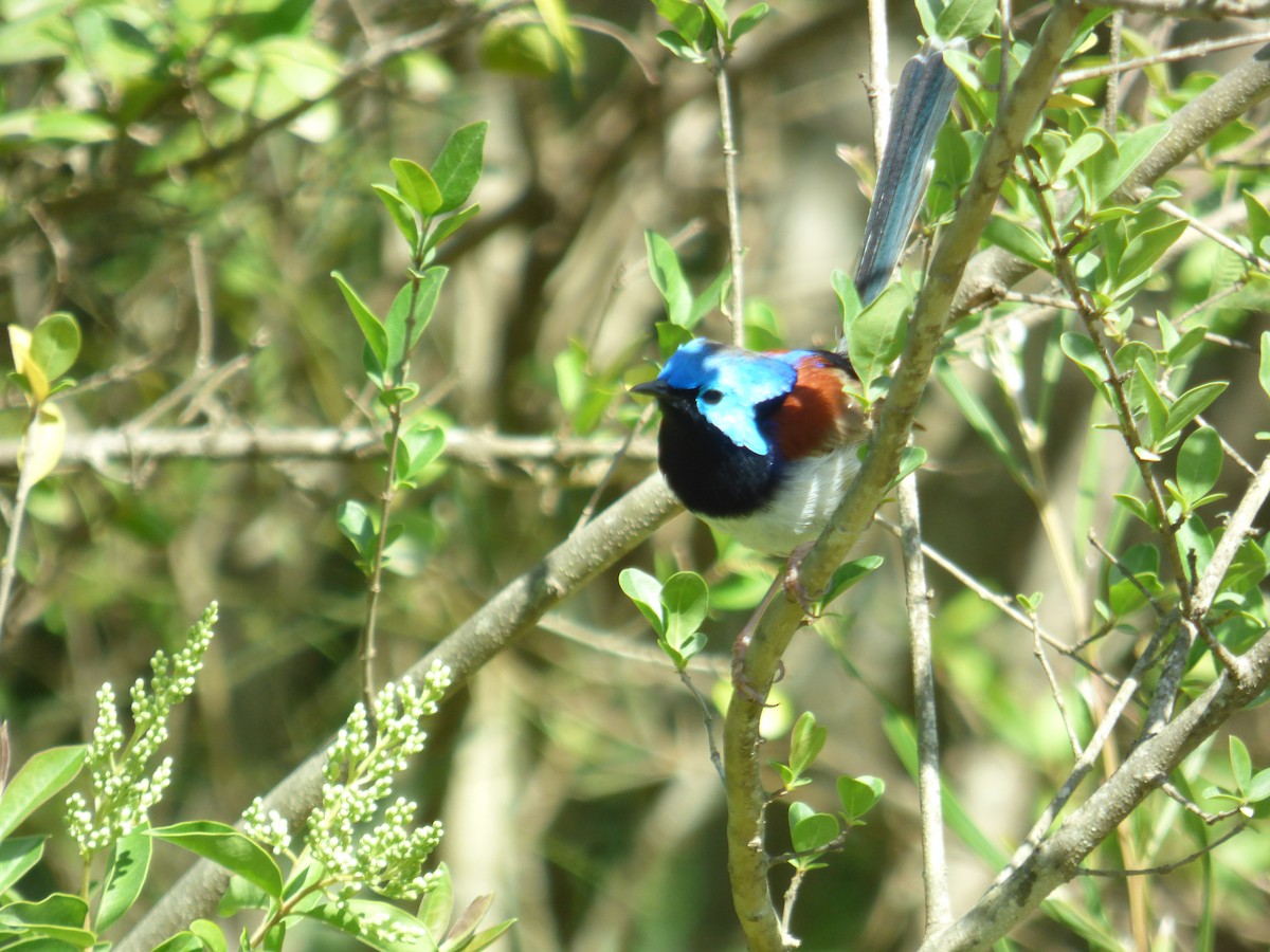 Variegated Fairywren - ML642955507