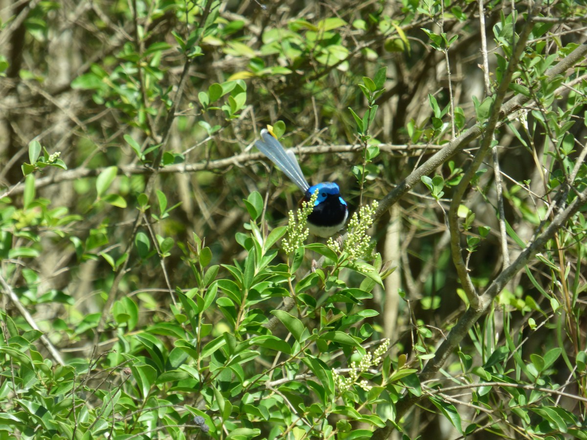Variegated Fairywren - ML642955508