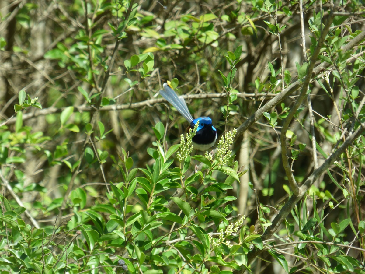 Variegated Fairywren - ML642955509