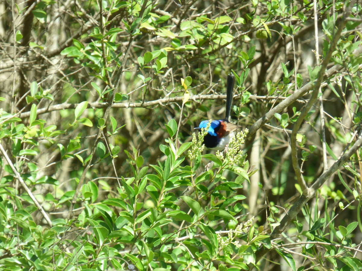 Variegated Fairywren - ML642955510