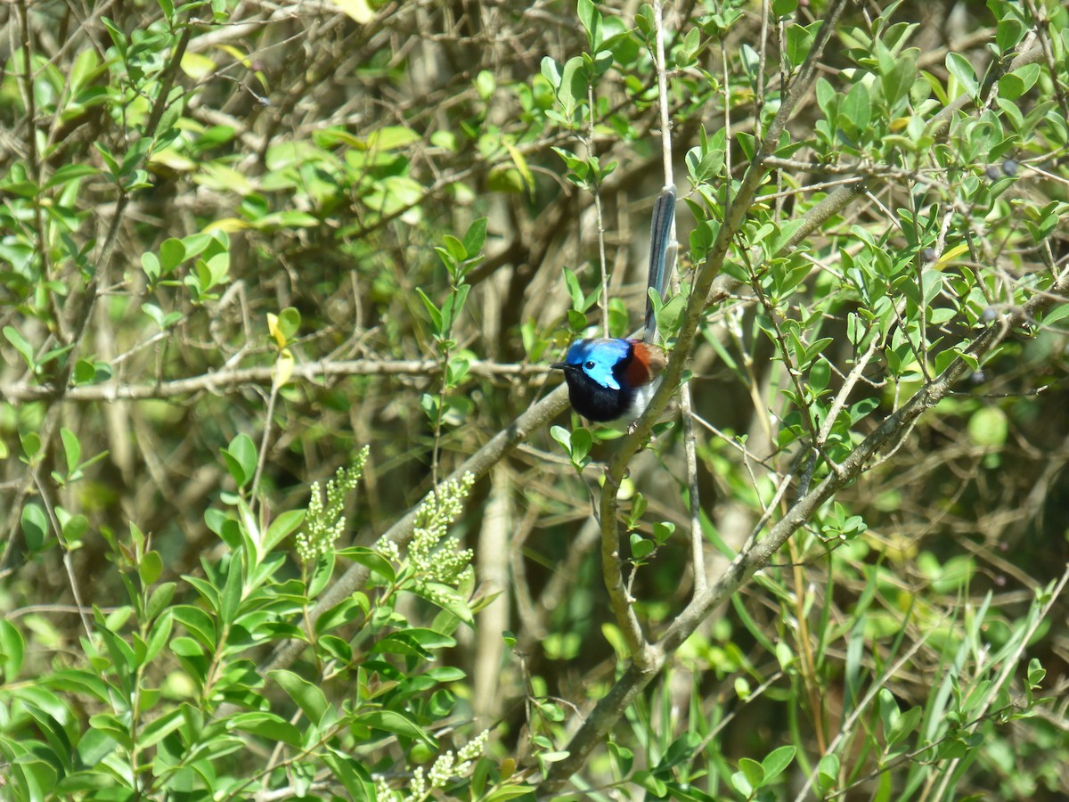 Variegated Fairywren - ML642955511