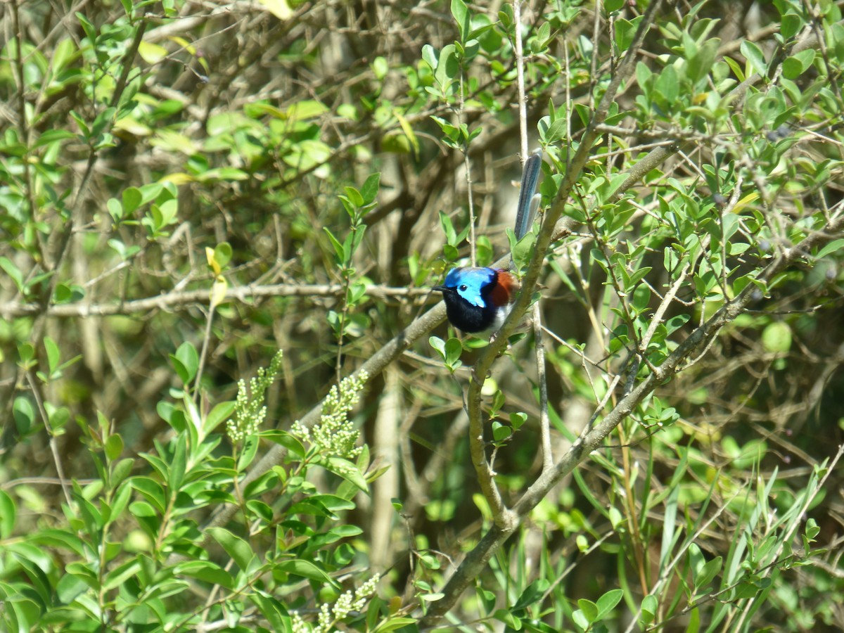 Variegated Fairywren - ML642955512