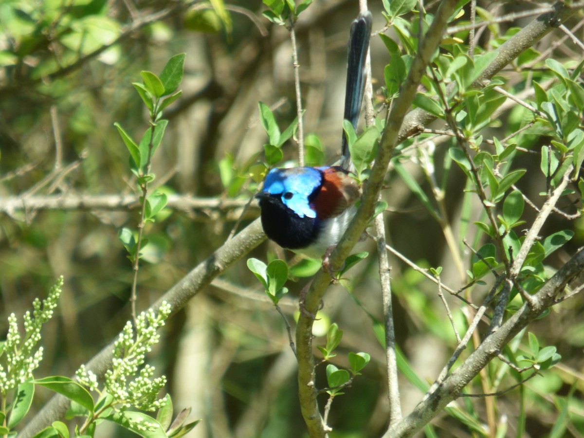 Variegated Fairywren - ML642955513
